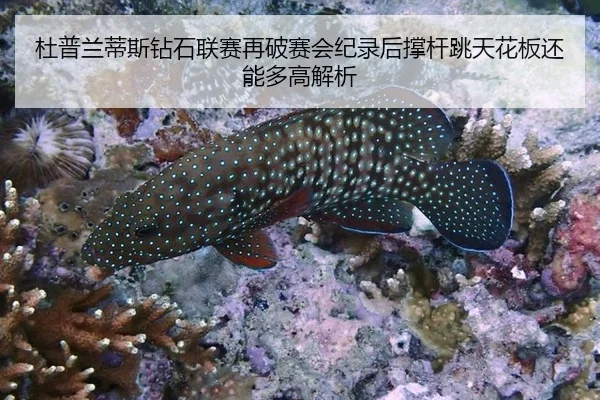 杜普兰蒂斯钻石联赛再破赛会纪录后撑杆跳天花板还能多高解析